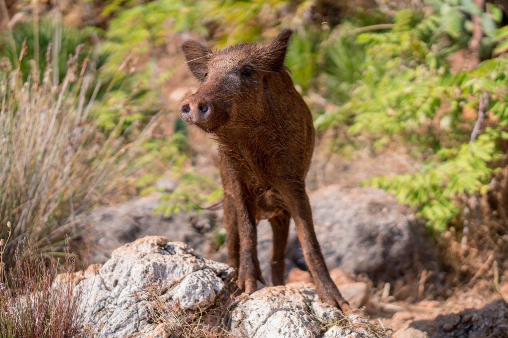 Wild boar - Riserva dello Zingaro