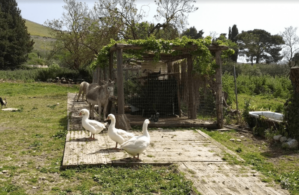 Courtyard Animals - Massaria Ruvettu, Sambuca di Sicilia