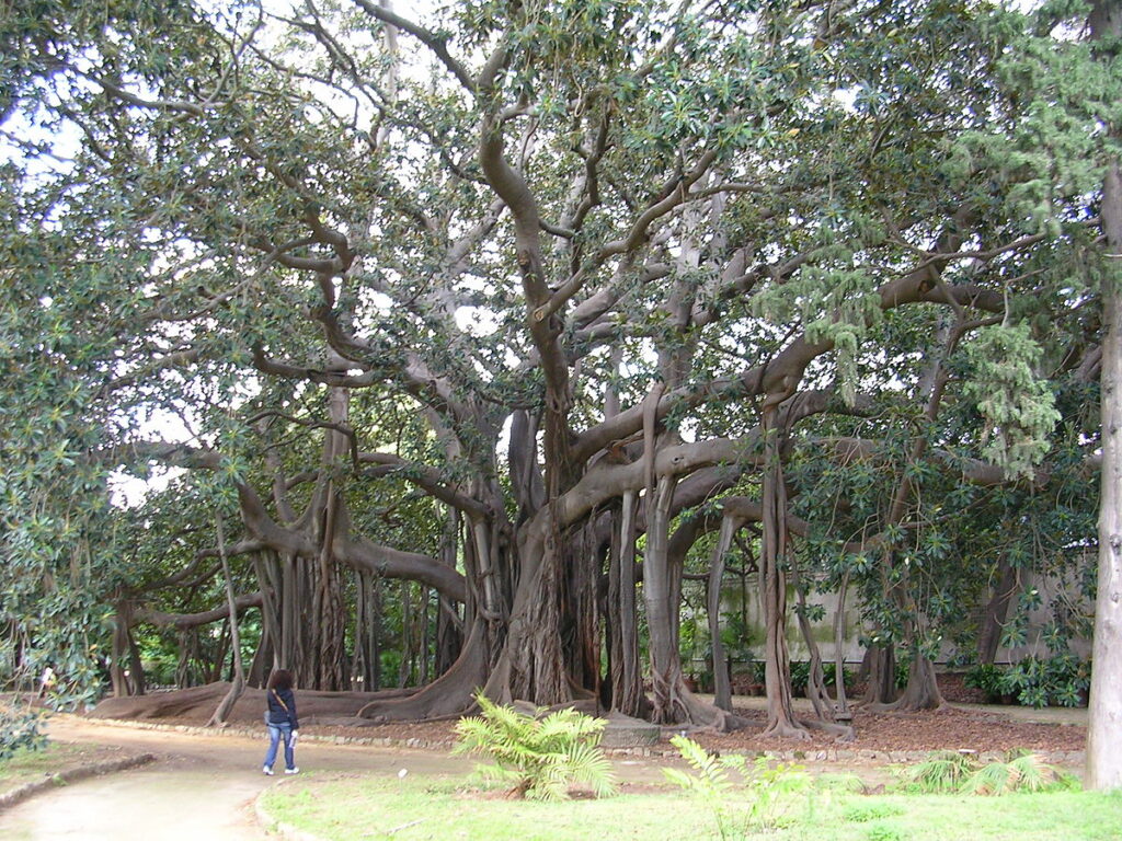 Ficus, Palerme
