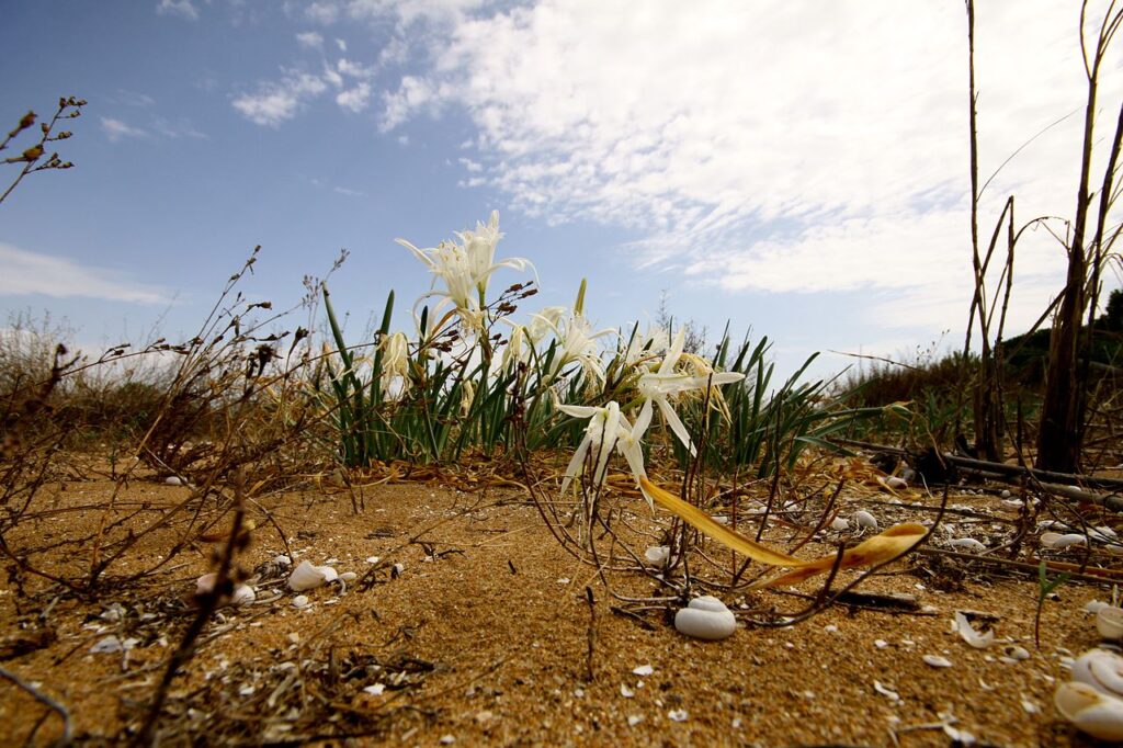 Belice Mouth Reserve