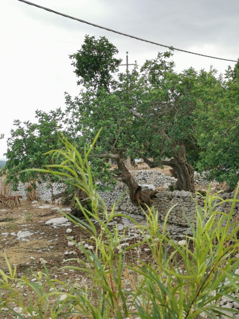 Donnafugata castle garden