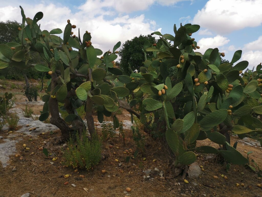 Giardino del castello di Donnafugata