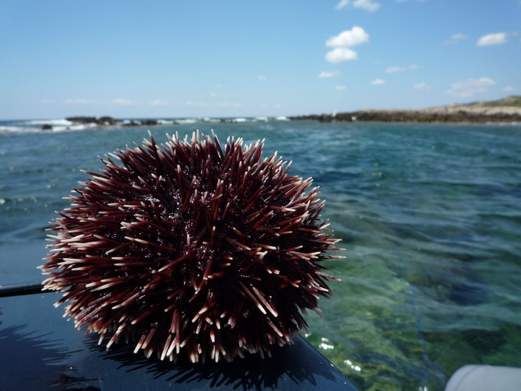 Sea urchin, typical Sicilian dish