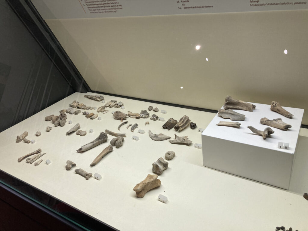 Tierknochenreste, Archäologischer Park von Lilybaeum