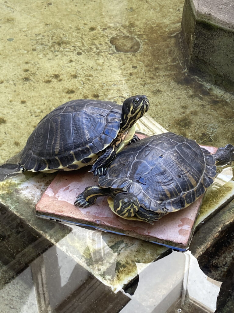 Water turtles, Antonino Salinas Regional Archaeological Museum