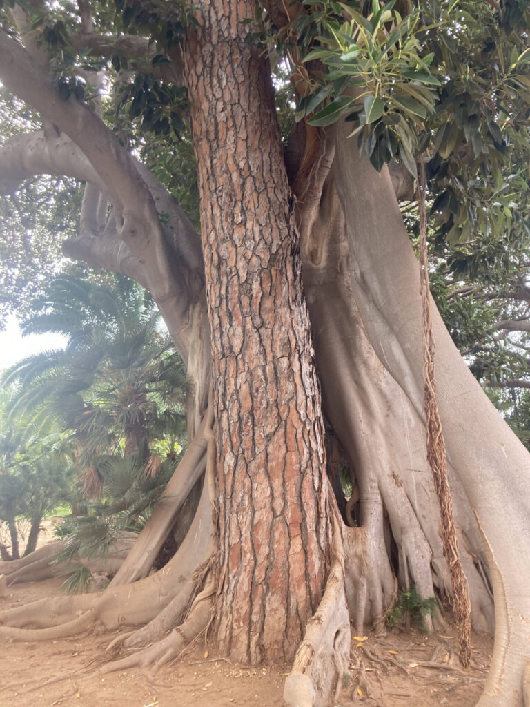 Ficus abraza al pino, Palacio de los Normandos, Palermo